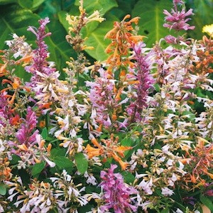 Fragrant Delight Agastache