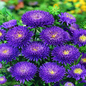 Bonita Blue Aster Seeds