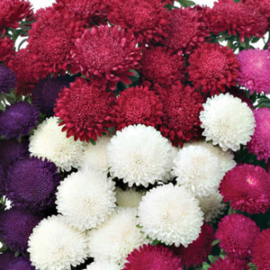 Bonita Mix Aster Seeds