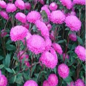 Bonita Pink Aster Seeds