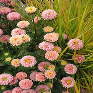Matsumoto Apricot Aster Seeds