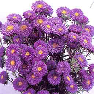 Matsumoto Blue Aster Seeds