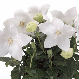 Astra White Balloon Flower