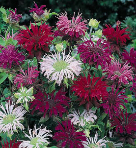 Panorama Mix Bee Balm (Monarda)