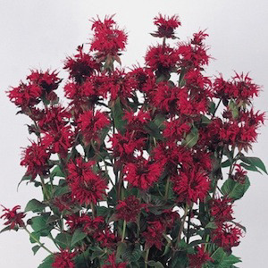 Panorama Red Shades Bee Balm (Monarda)