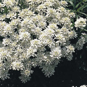 Candytuft Iberis Snowflake