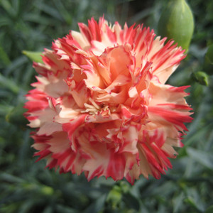 Orange Cream Carnation