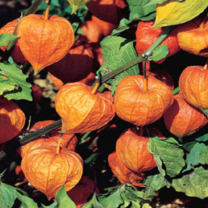 Chinese Lantern Plant