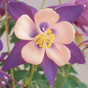 AQUILEGIA SONGBIRD NIGHTINGALE COLUMBINE