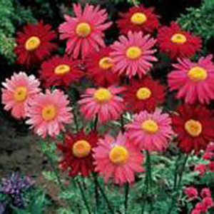 Robinson's Mix Chrysanthemum