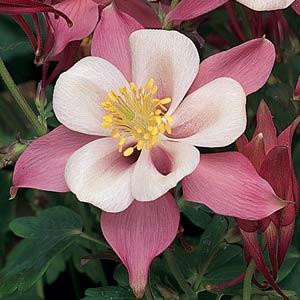 AQUILEGIA SONGBIRD ROBIN COLUMBINE