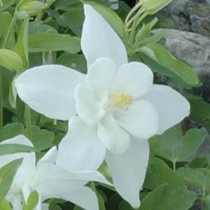 AQUILEGIA SONGBIRD DOVE COLUMBINE