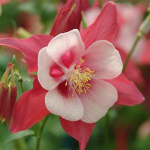 AQUILEGIA SONGBIRD CARDINAL COLUMBINE