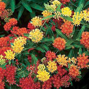 Butterfly Weed-Gay Butterflies Weed