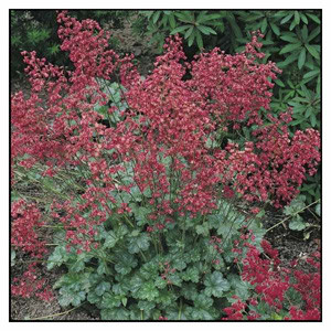 Firefly Coral Bells Heuchera