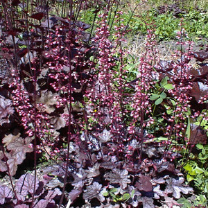 Purple Palace Coral Bells Heuchera