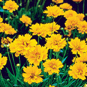 Early Sunrise Coreopsis