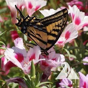 Butterfly Flower Pollinator Seed Mix