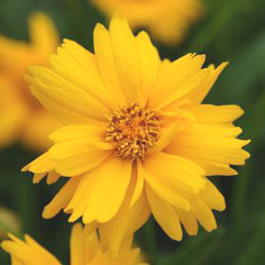 Sun Up Coreopsis