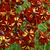 Roulette Coreopsis (Annual)