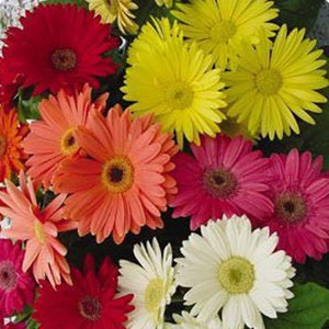 Gerbera Daisy Mix