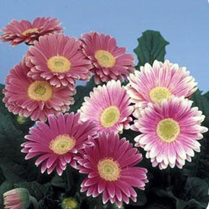 Gerbera Daisy Pink