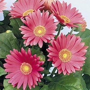 Gerbera Daisy Rose