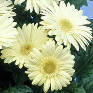 Gerbera Daisy Vanilla