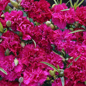 Magenta Fizz Carnation