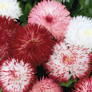 Habanera Mix English Daisy (Bellis)