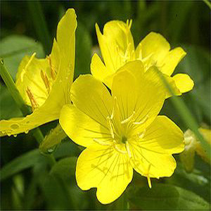 Yella Fella Evening Primrose