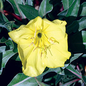 Yellow Evening Primrose