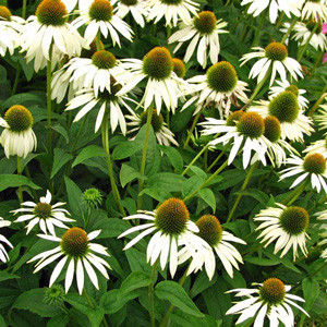 White Swan Coneflower