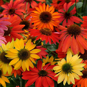 Cheyenne Spirit Echinacea