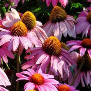 Feeling Pink Echinacea Purpurea
