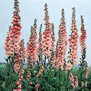 Apricot Beauty Foxglove