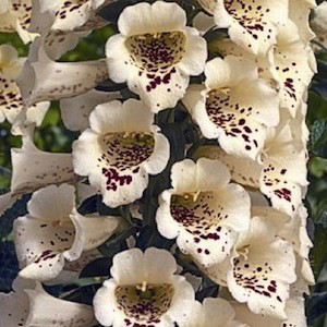 Camelot Cream Foxglove