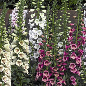 Camelot Mix Foxglove
