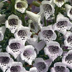 Camelot Lavender Foxglove