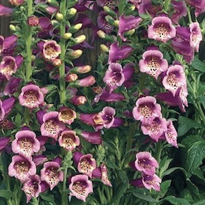 Camelot Rose Foxglove