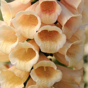Dalmatian Peach Hybrid Foxglove