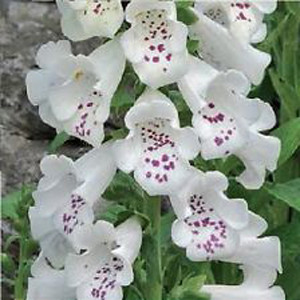 Dalmatian White Hybrid Foxglove