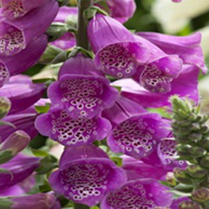 Dalmatian Purple Hybrid Foxglove