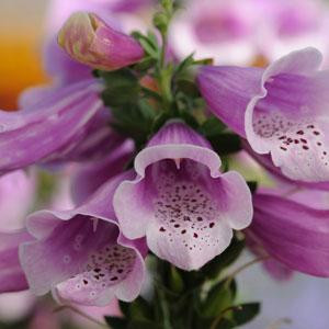 Dalmatian Rose Hybrid Foxglove