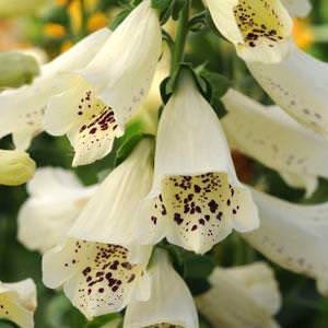 Dalmatian Creme Hybrid Foxglove