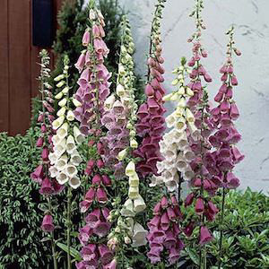 Foxy Mix Foxglove