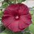 Honeymoon Deep Red Hibiscus