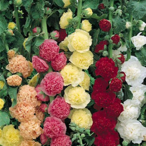 Chaters's Double Mix Hollyhock