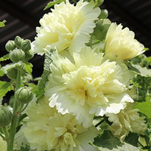 Spring Celebrities Lemon Hollyhock
