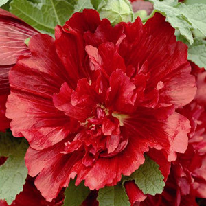 Spring Celebrities Crimson Hollyhock